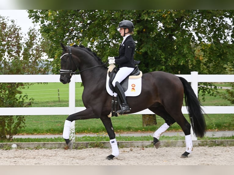 Duits sportpaard Ruin 3 Jaar 173 cm Zwartbruin in Gomadingen