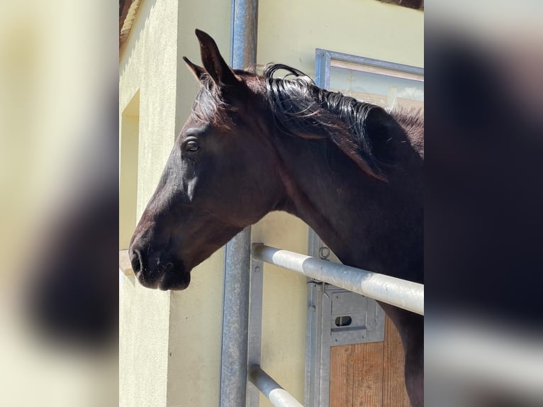 Duits sportpaard Ruin 3 Jaar 174 cm Donkere-vos in Altensteig