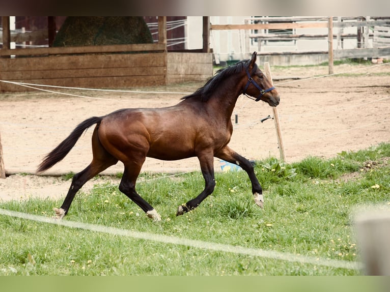 Duits sportpaard Ruin 3 Jaar 175 cm in Hainfeld bei Fürstenfeld