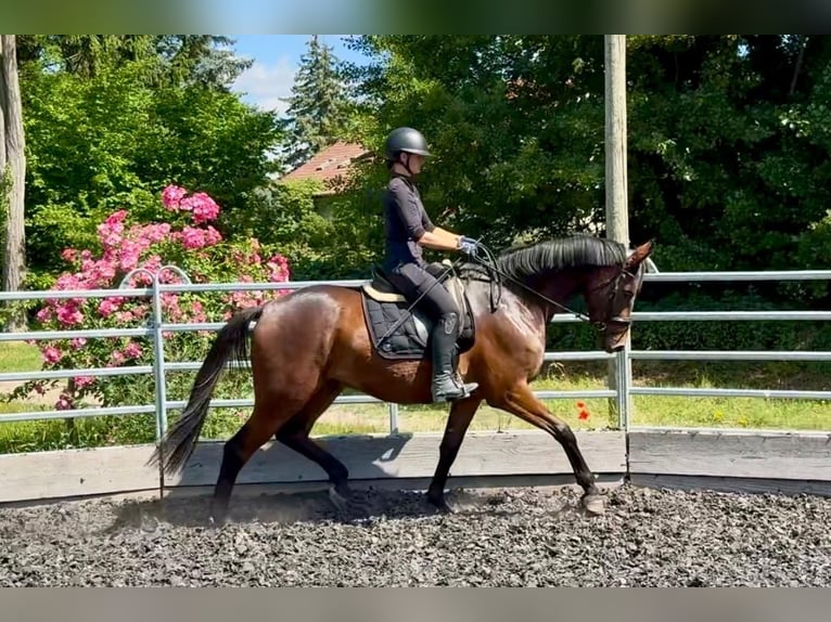 Duits sportpaard Ruin 3 Jaar Donkerbruin in Niederkirchen
