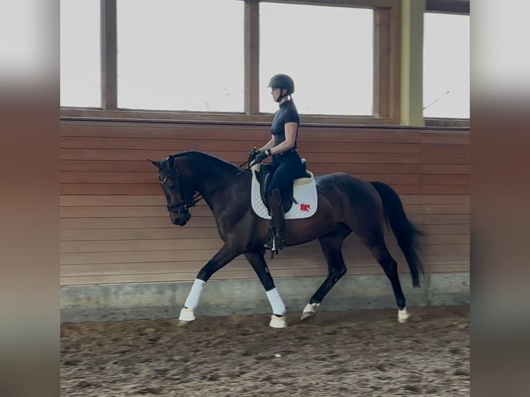 Duits sportpaard Ruin 4 Jaar 155 cm Donkerbruin in Heiligenhaus