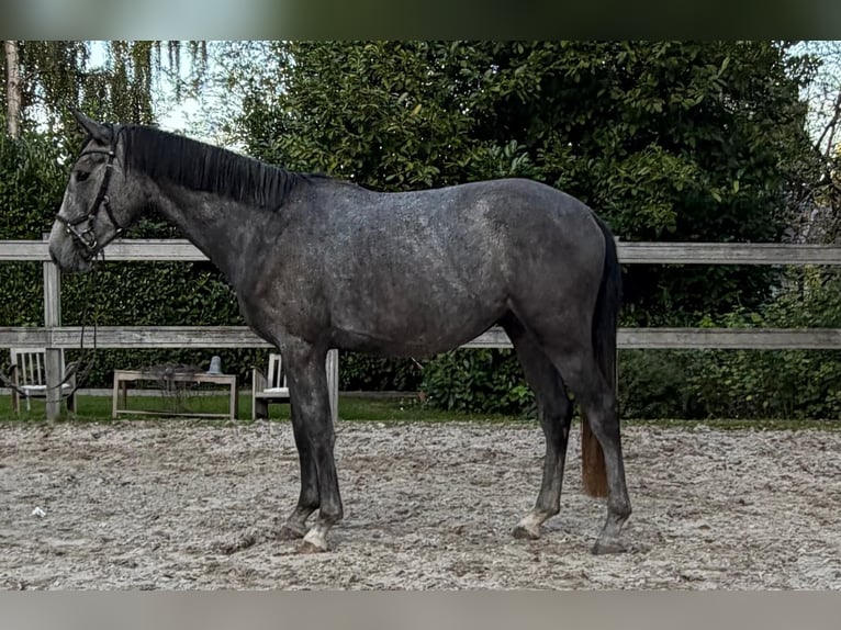 Duits sportpaard Ruin 4 Jaar 157 cm Zwartschimmel in Woldert