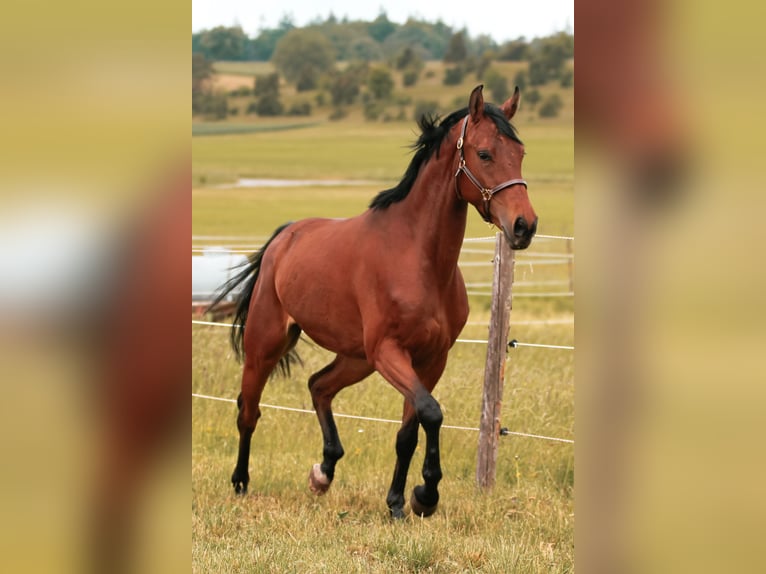 Duits sportpaard Ruin 4 Jaar 160 cm Bruin in Crailsheim