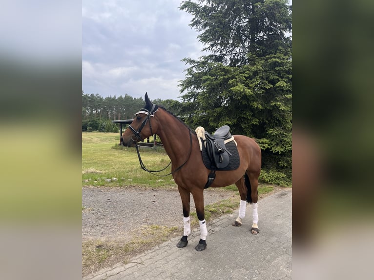 Duits sportpaard Ruin 4 Jaar 161 cm Bruin in Strausberg