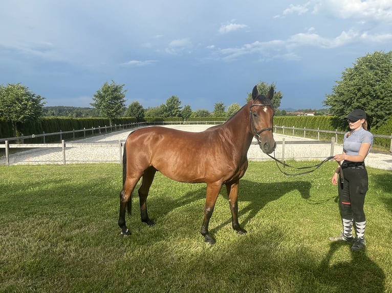 Duits sportpaard Ruin 4 Jaar 161 cm Bruin in Petting