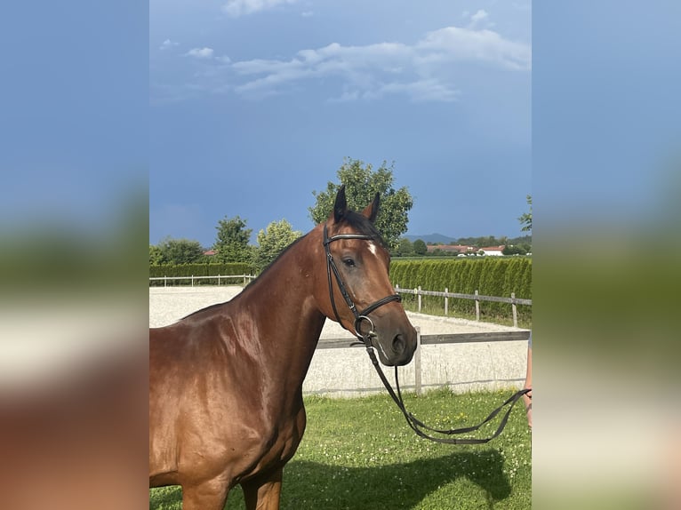 Duits sportpaard Ruin 4 Jaar 161 cm Bruin in Petting