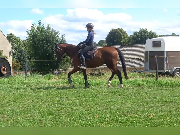 Duits sportpaard Ruin 4 Jaar 161 cm Bruin in Reichenbach/O.L.