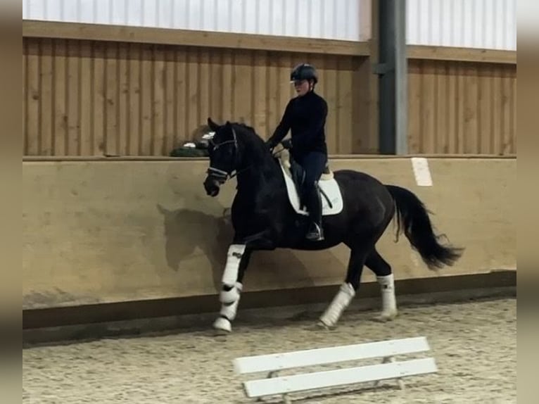 Duits sportpaard Ruin 4 Jaar 161 cm Donkerbruin in Jengen