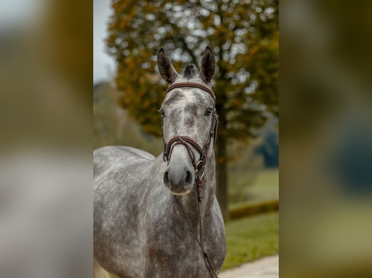 Duits sportpaard Ruin 4 Jaar 161 cm Schimmel in Gomadingen