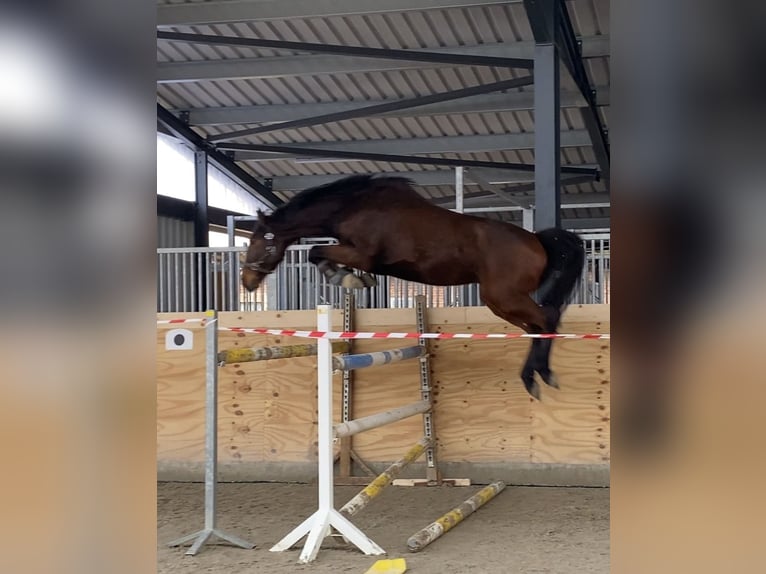 Duits sportpaard Ruin 4 Jaar 162 cm Bruin in Gronau (Leine)