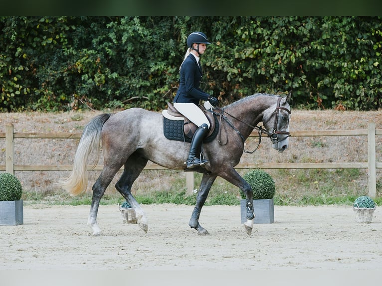 Duits sportpaard Ruin 4 Jaar 162 cm Schimmel in Riedstadt