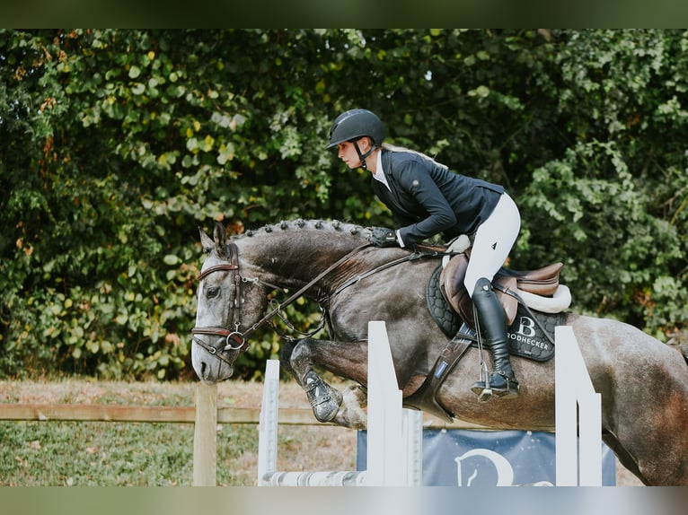 Duits sportpaard Ruin 4 Jaar 162 cm Schimmel in Riedstadt
