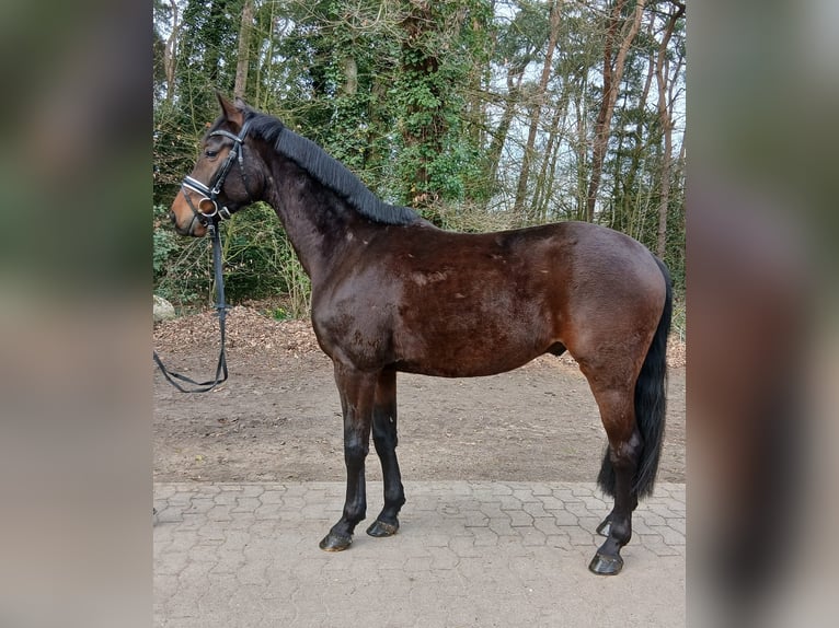 Duits sportpaard Ruin 4 Jaar 163 cm Bruin in Kirchdorf