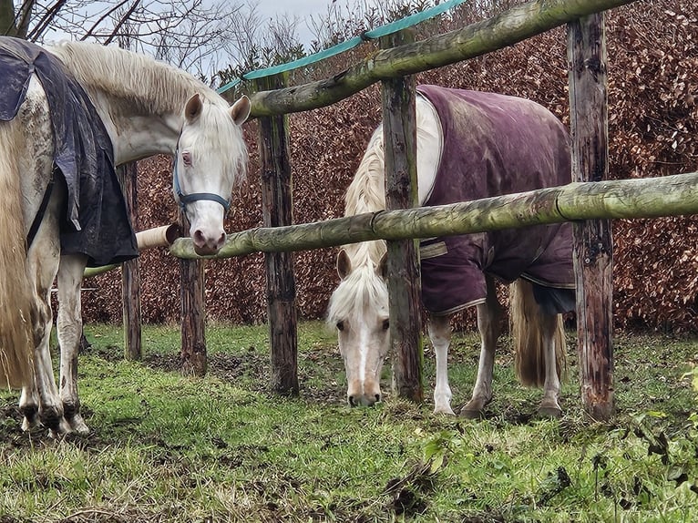 Duits sportpaard Ruin 4 Jaar 163 cm Cremello in Pulheim