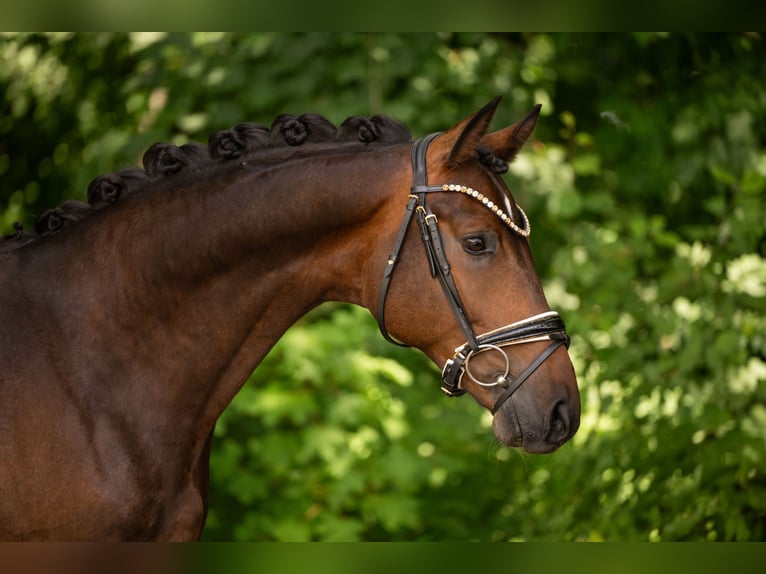 Duits sportpaard Ruin 4 Jaar 163 cm Donkerbruin in Wehringen