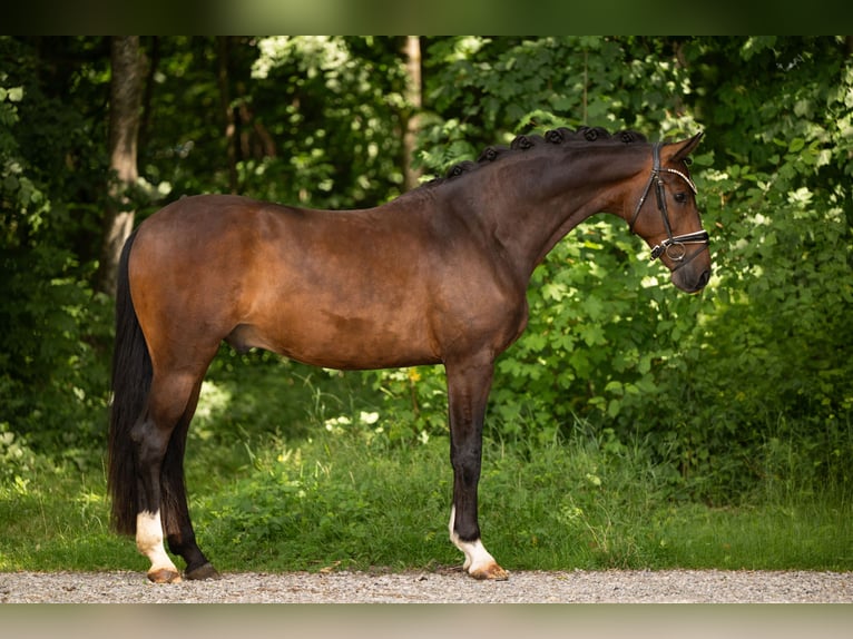 Duits sportpaard Ruin 4 Jaar 163 cm Donkerbruin in Wehringen