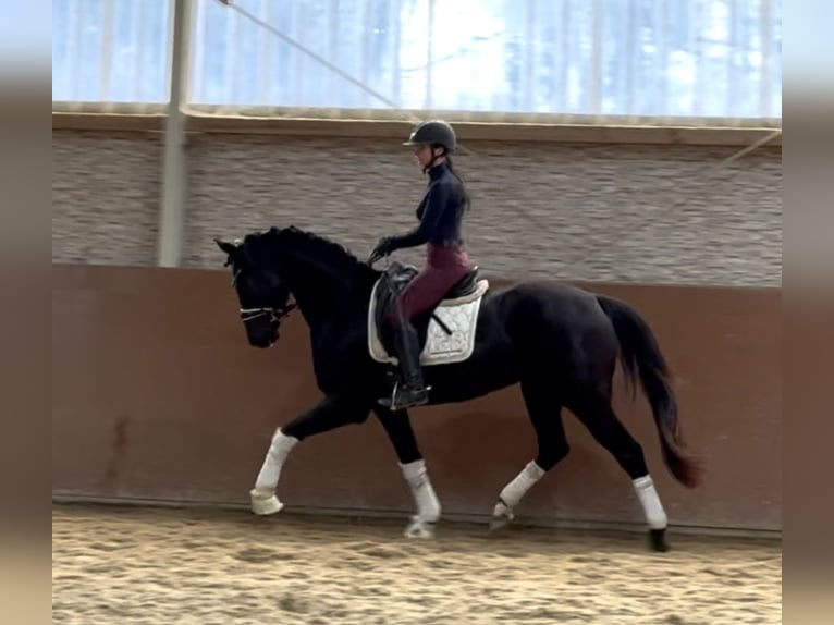 Duits sportpaard Ruin 4 Jaar 163 cm Zwart in Wehringen