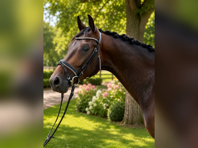 Duits sportpaard Ruin 4 Jaar 164 cm Bruin in Vechta