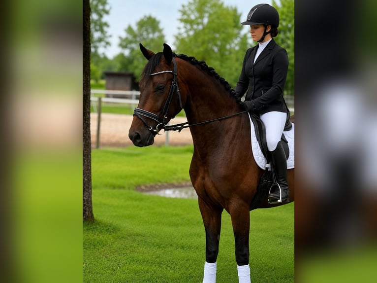 Duits sportpaard Ruin 4 Jaar 164 cm Bruin in Vechta