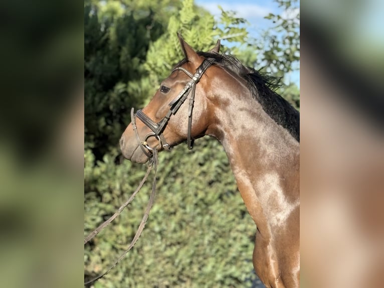 Duits sportpaard Ruin 4 Jaar 164 cm Donkerbruin in Karlsfeld
