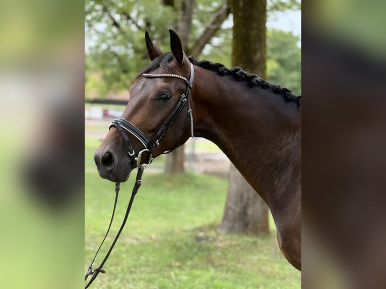 Duits sportpaard Ruin 4 Jaar 164 cm Donkerbruin in Vechta