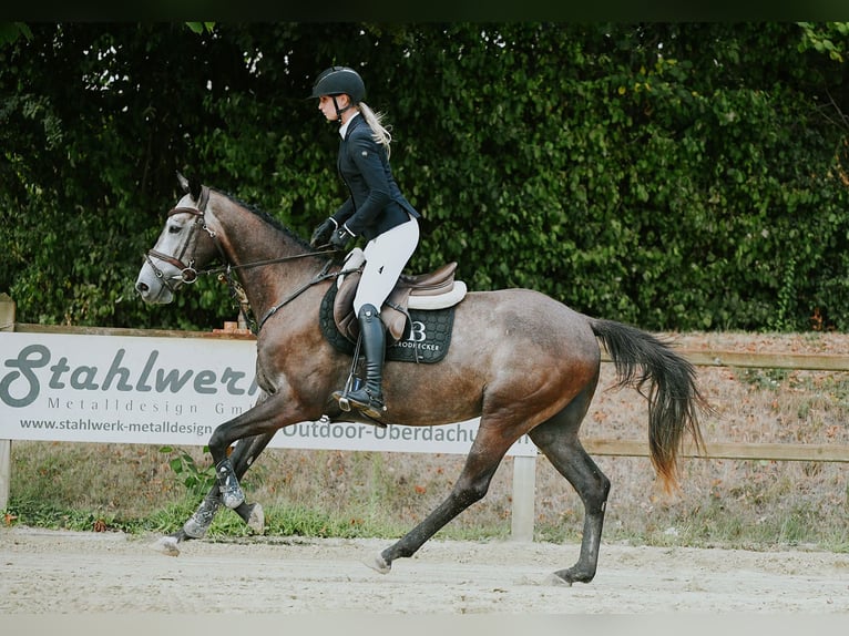 Duits sportpaard Ruin 4 Jaar 164 cm Schimmel in Riedstadt