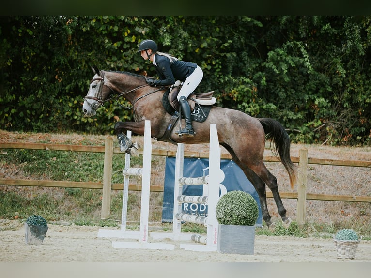 Duits sportpaard Ruin 4 Jaar 164 cm Schimmel in Riedstadt
