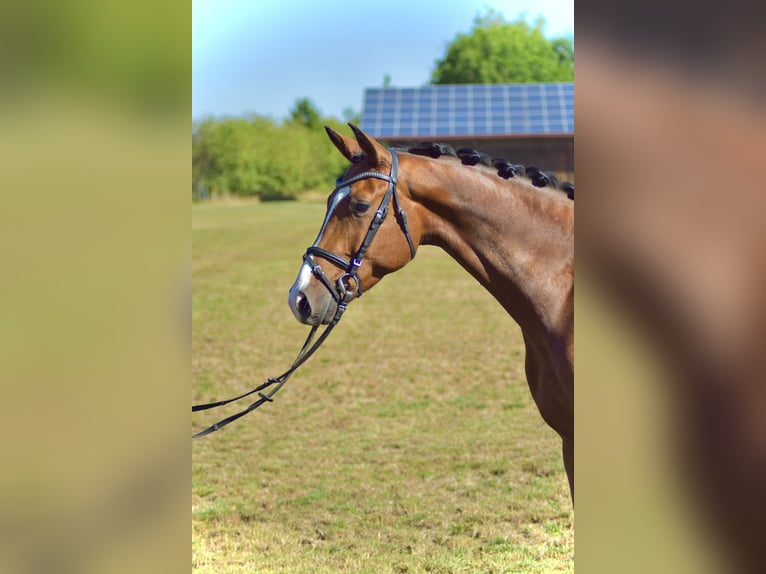 Duits sportpaard Ruin 4 Jaar 165 cm Bruin in Jengen