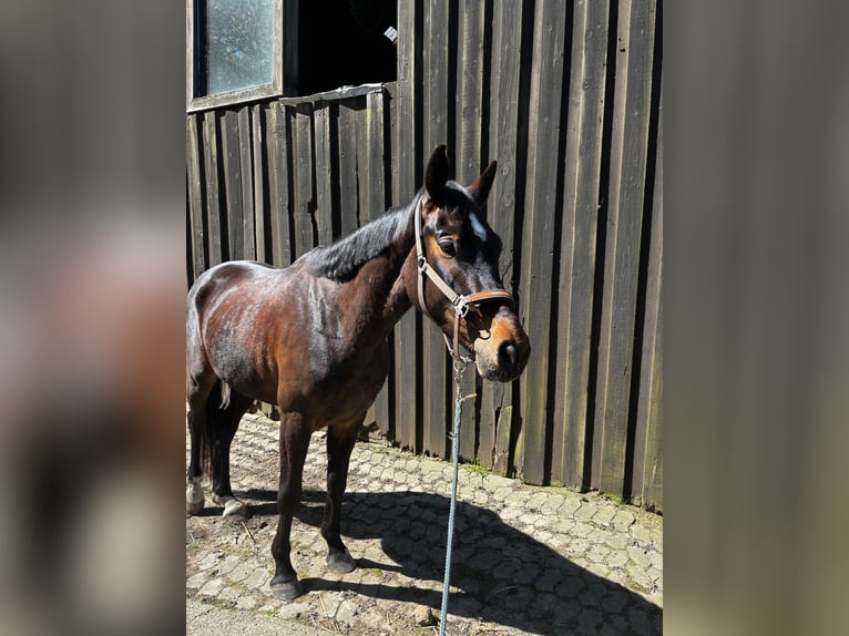 Duits sportpaard Ruin 4 Jaar 165 cm Donkerbruin in KielKiel