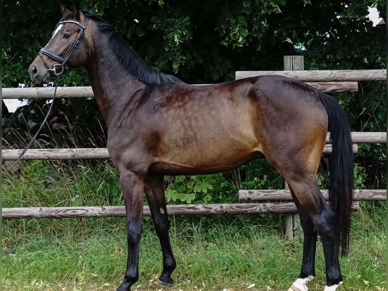 Duits sportpaard Ruin 4 Jaar 165 cm Donkerbruin in Porta Westfalica