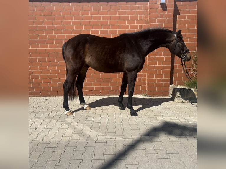 Duits sportpaard Ruin 4 Jaar 165 cm Donkerbruin in Porta Westfalica