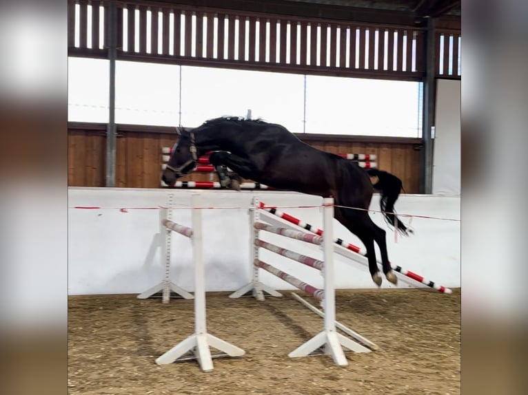 Duits sportpaard Ruin 4 Jaar 165 cm Donkerbruin in Porta Westfalica