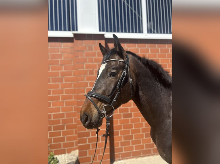 Duits sportpaard Ruin 4 Jaar 165 cm Donkerbruin in Porta Westfalica