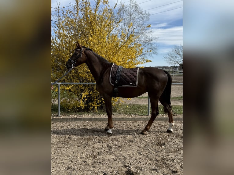 Duits sportpaard Ruin 4 Jaar 165 cm Donkere-vos in Karlsfeld