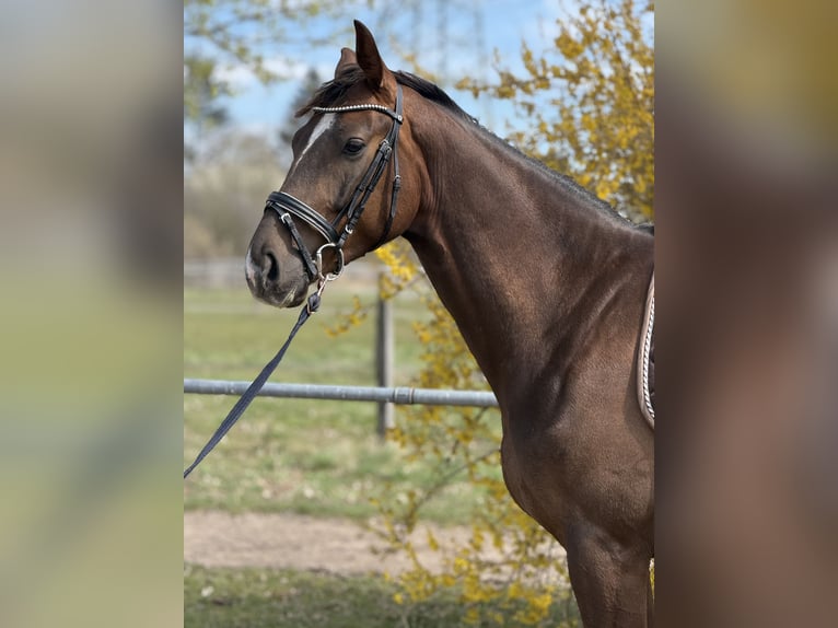 Duits sportpaard Ruin 4 Jaar 165 cm Donkere-vos in Karlsfeld