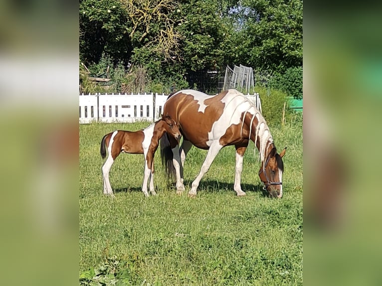 Duits sportpaard Ruin 4 Jaar 165 cm Gevlekt-paard in Barleben