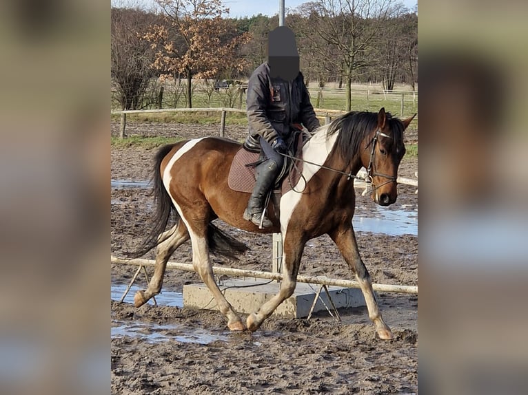 Duits sportpaard Ruin 4 Jaar 165 cm Gevlekt-paard in Barleben