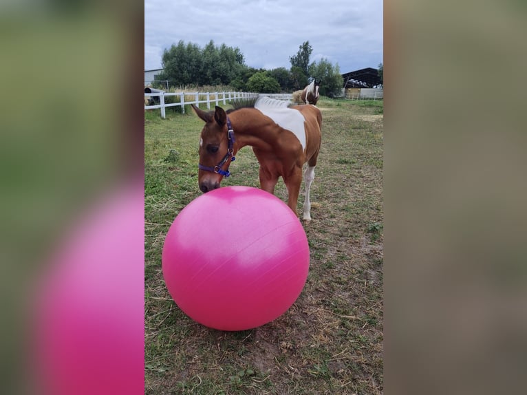 Duits sportpaard Ruin 4 Jaar 165 cm Gevlekt-paard in Barleben