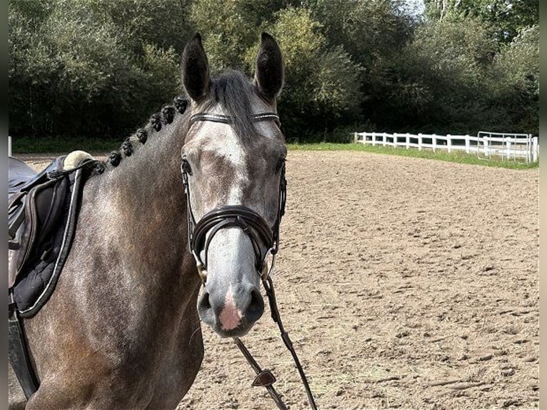 Duits sportpaard Ruin 4 Jaar 165 cm Schimmel in Verden (Aller)