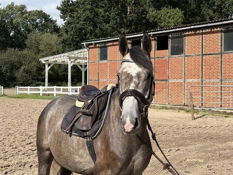 Duits sportpaard Ruin 4 Jaar 165 cm Schimmel in Verden (Aller)
