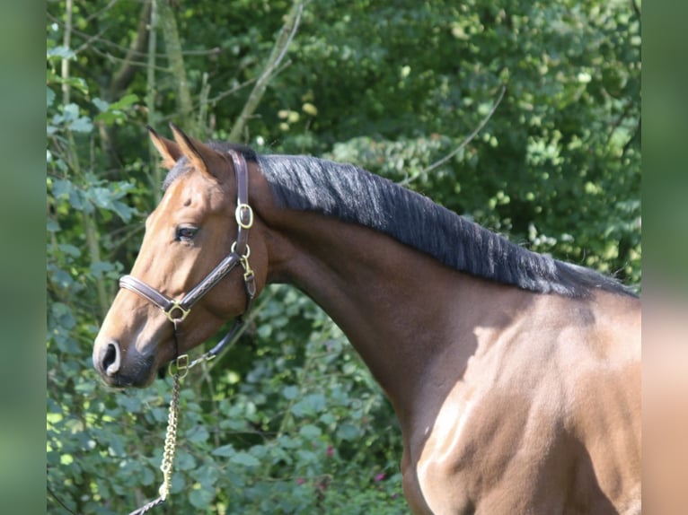 Duits sportpaard Ruin 4 Jaar 165 cm in Erharting