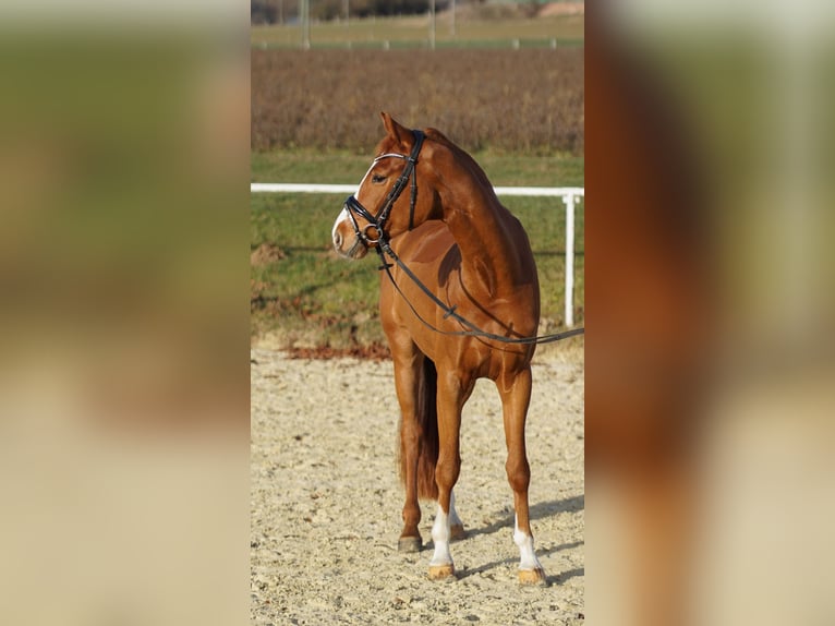 Duits sportpaard Ruin 4 Jaar 165 cm Vos in Brilon