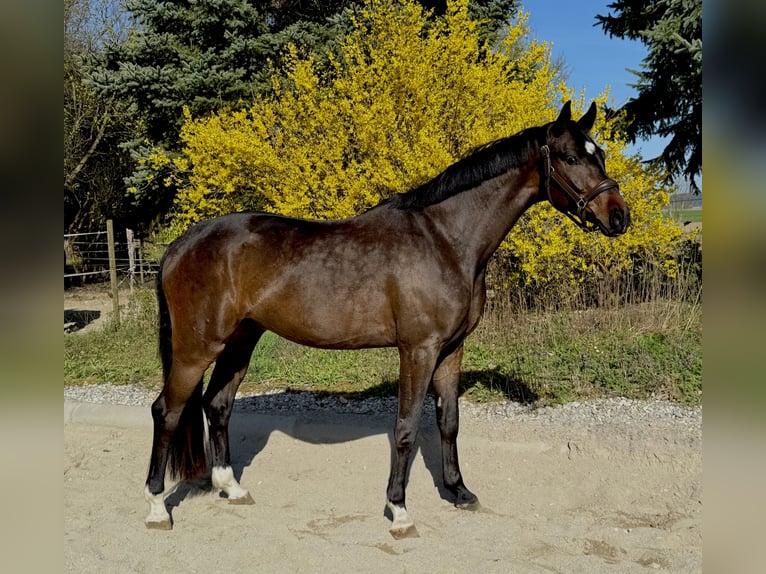 Duits sportpaard Ruin 4 Jaar 165 cm Zwartbruin in Erharting
