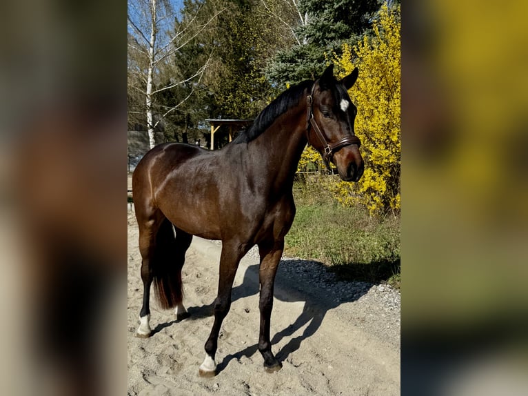 Duits sportpaard Ruin 4 Jaar 165 cm Zwartbruin in Erharting