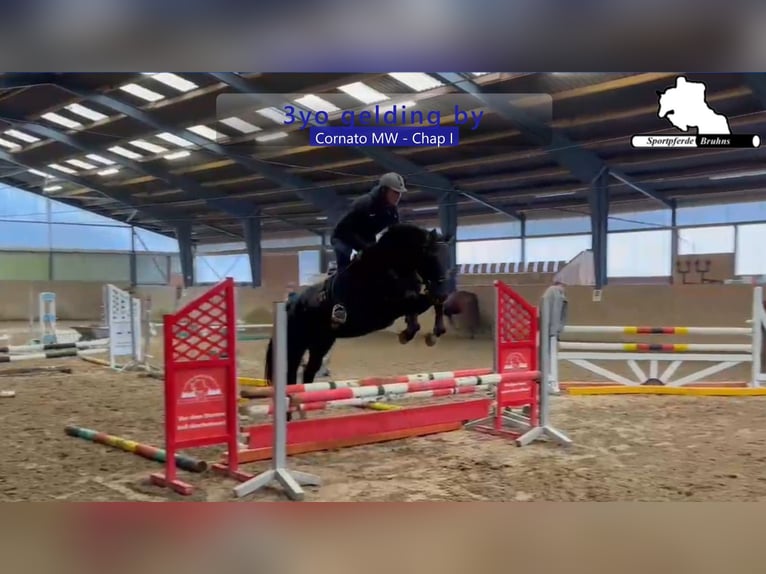 Duits sportpaard Ruin 4 Jaar 166 cm Donkerbruin in Gadow