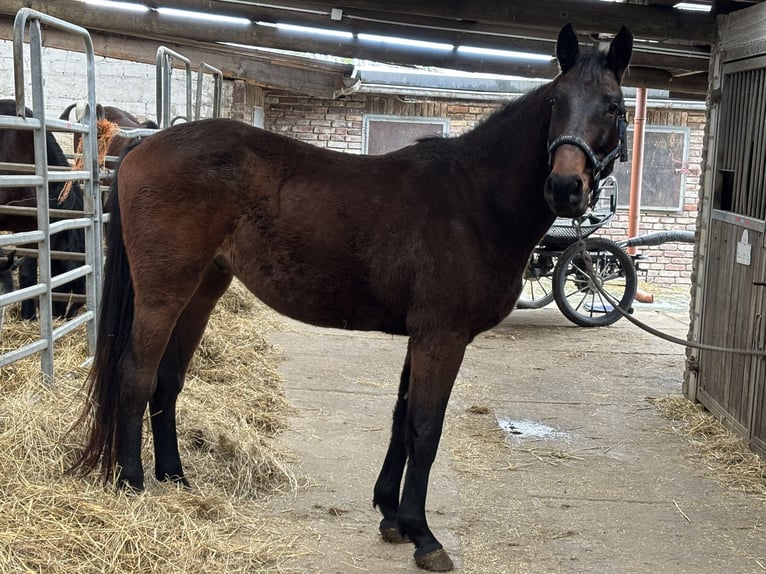 Duits sportpaard Ruin 4 Jaar 166 cm Donkerbruin in Grevenbroich