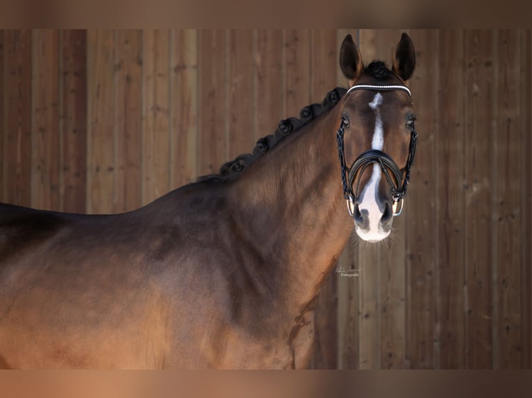 Duits sportpaard Ruin 4 Jaar 167 cm Bruin in Breitbrunn am Chiemsee