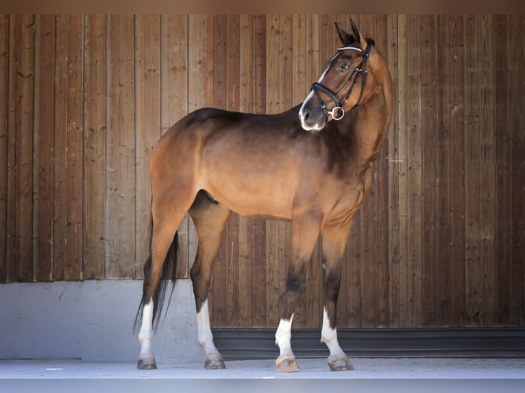 Duits sportpaard Ruin 4 Jaar 167 cm Bruin in Breitbrunn am Chiemsee