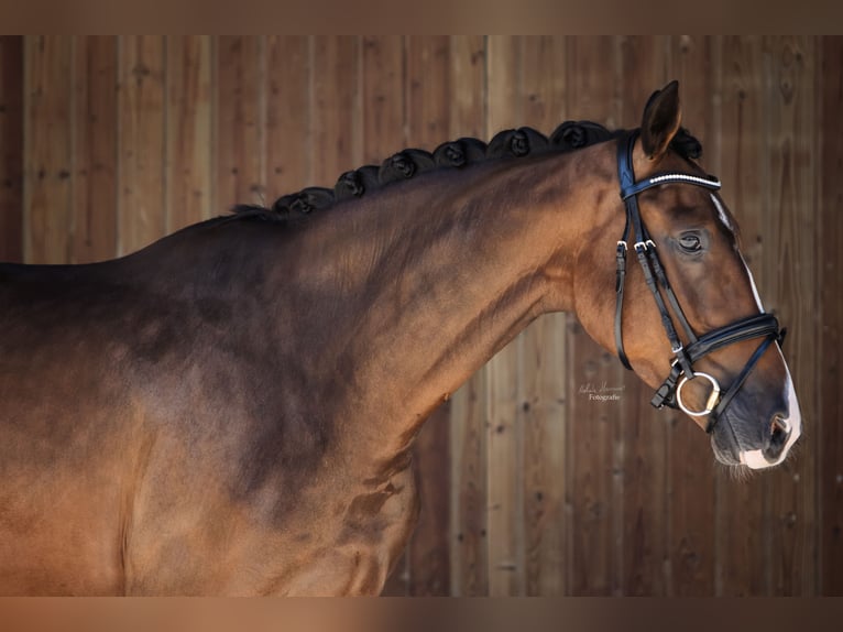 Duits sportpaard Ruin 4 Jaar 167 cm Bruin in Breitbrunn am Chiemsee