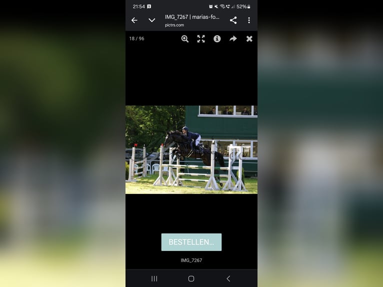 Duits sportpaard Ruin 4 Jaar 167 cm Bruin in Arnstedt